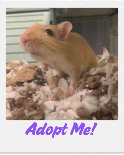 Joey, Adoptable, Young Male Gerbil & Gerbil.