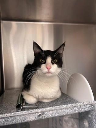 Speedy, Adoptable, Young Male Domestic Short Hair & Domestic Short Hair.