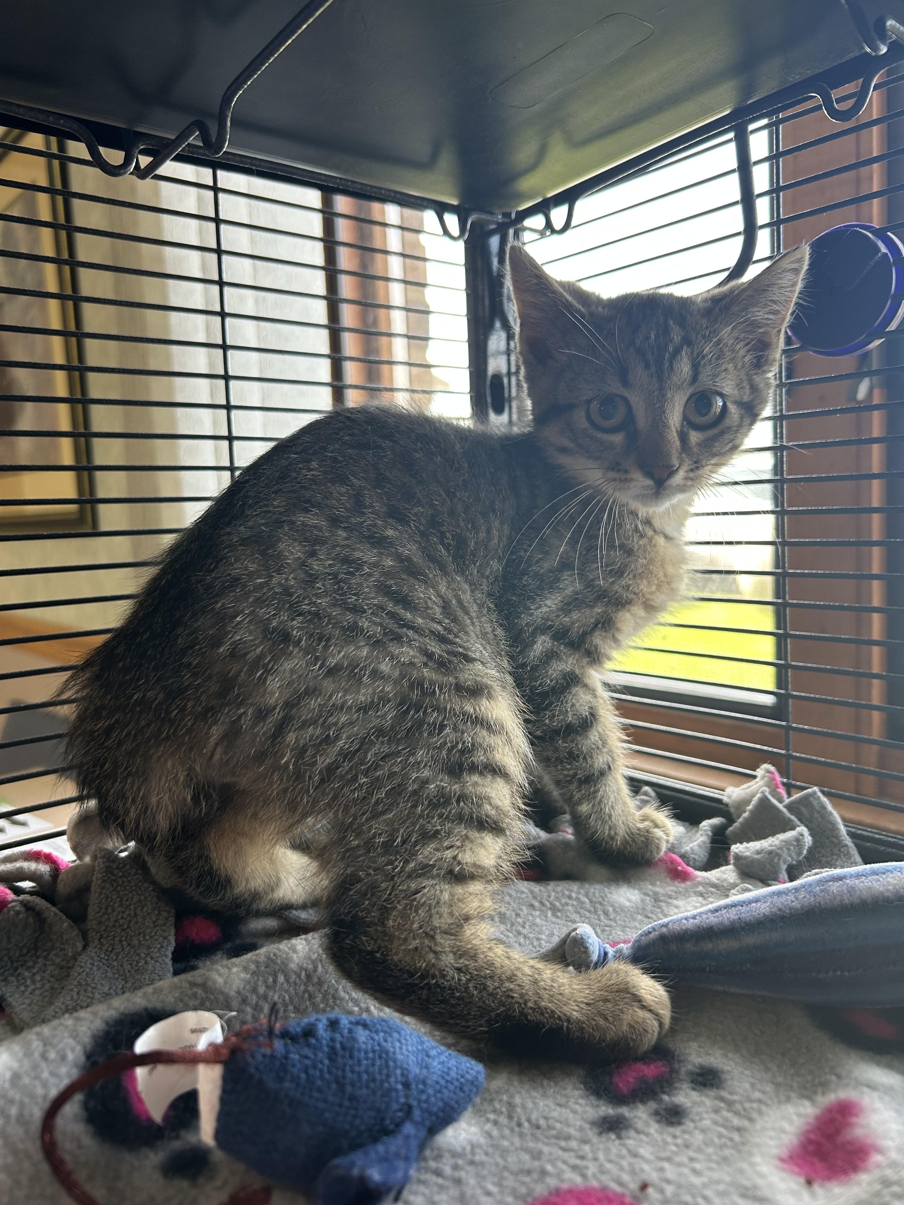 Otis Lee, a Adoptable Domestic Short Hair in St. Clair, MI image 2/2