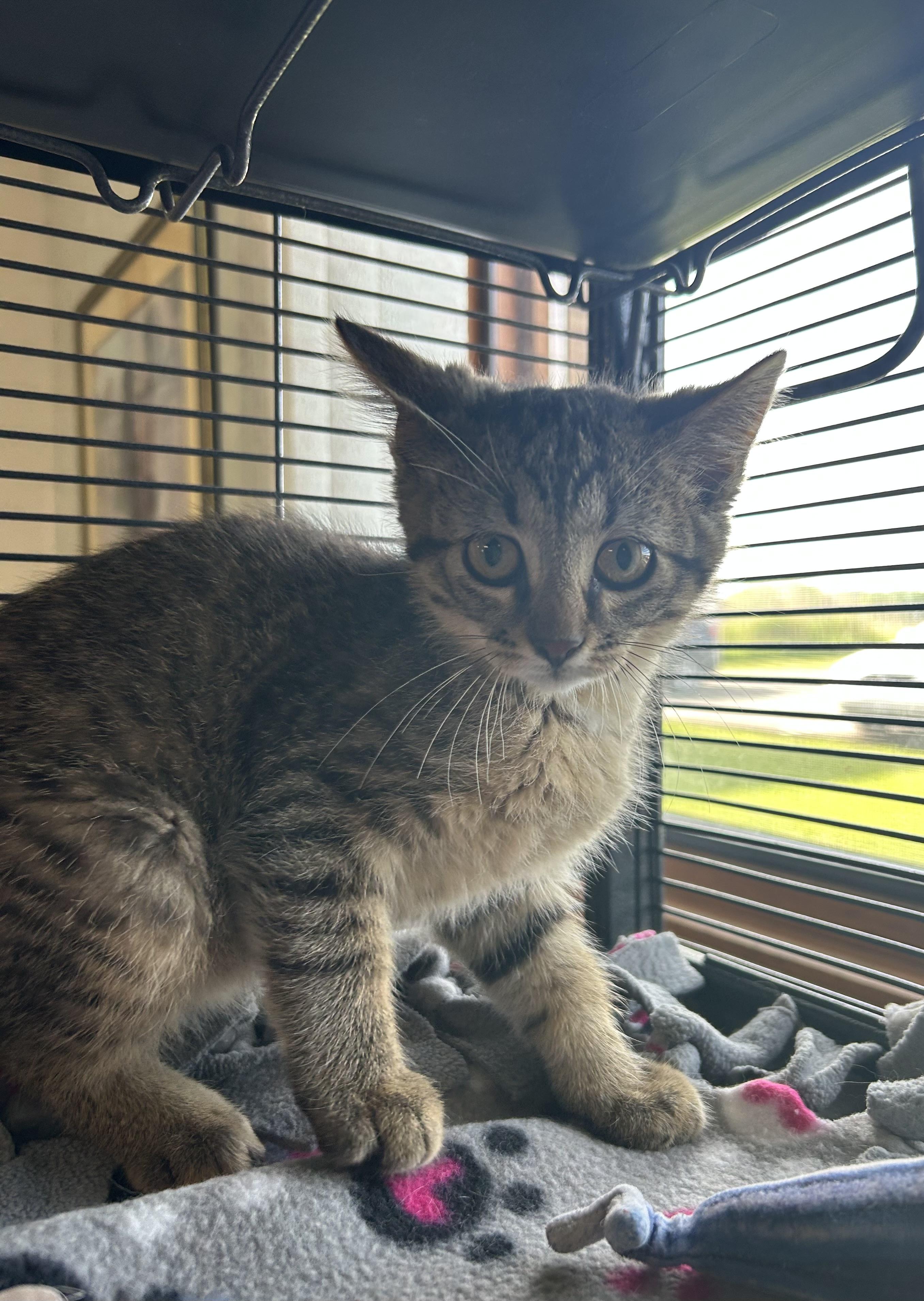 Otis Lee, a Adoptable Domestic Short Hair in St. Clair, MI image 1/2