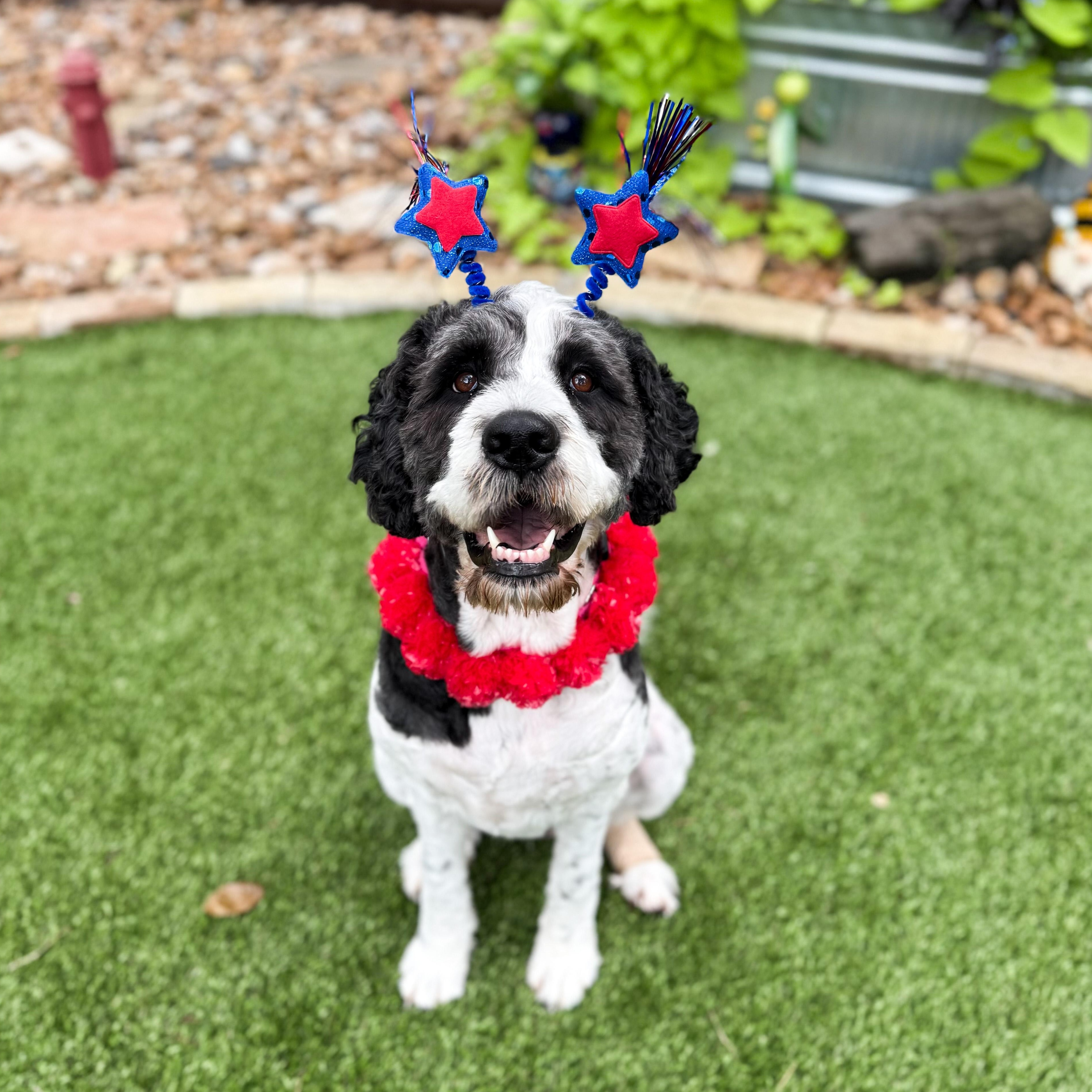 Enlarge Quinn, an adopted mixed breed in Southport, CT image 5/6