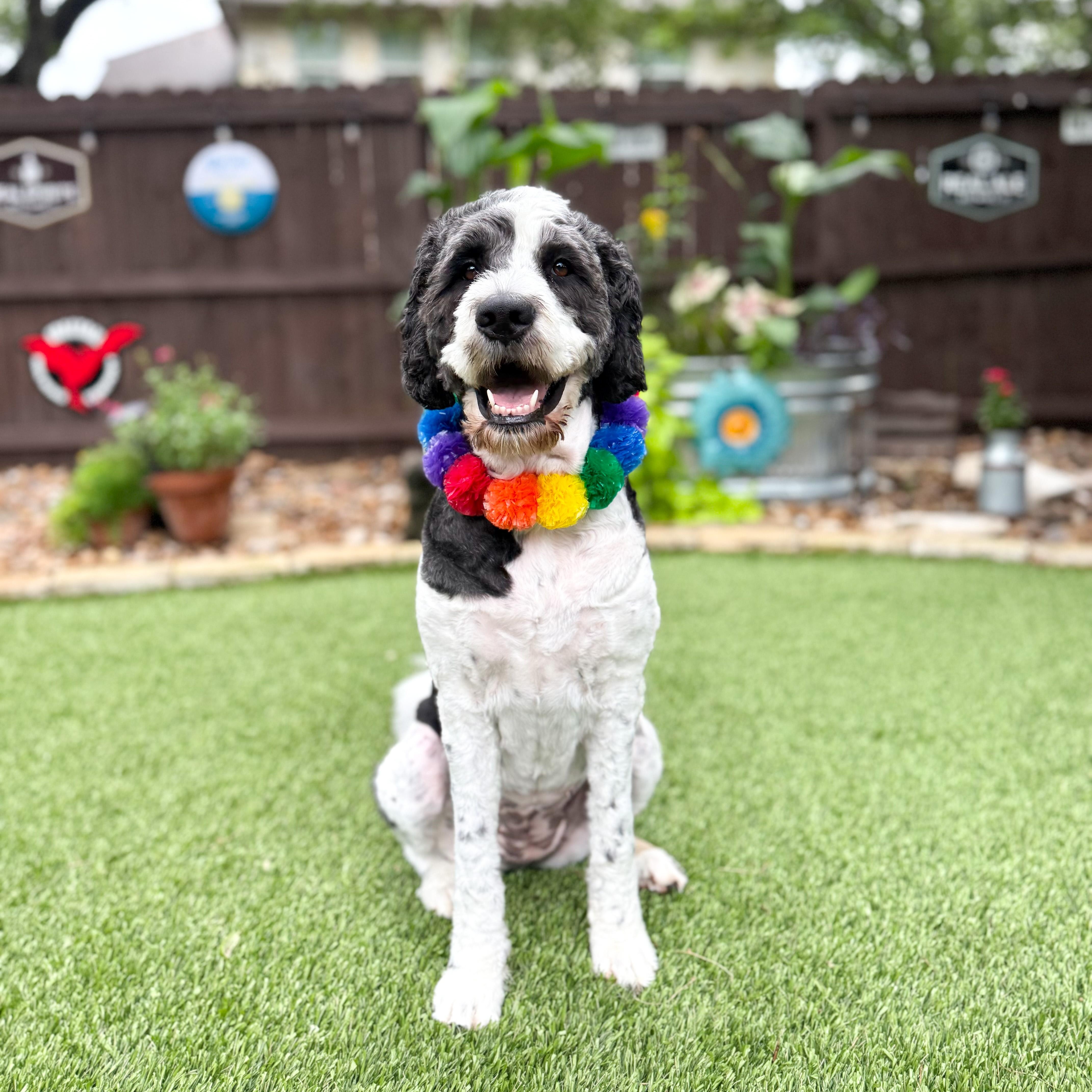 Enlarge Quinn, an adopted mixed breed in Southport, CT image 6/6