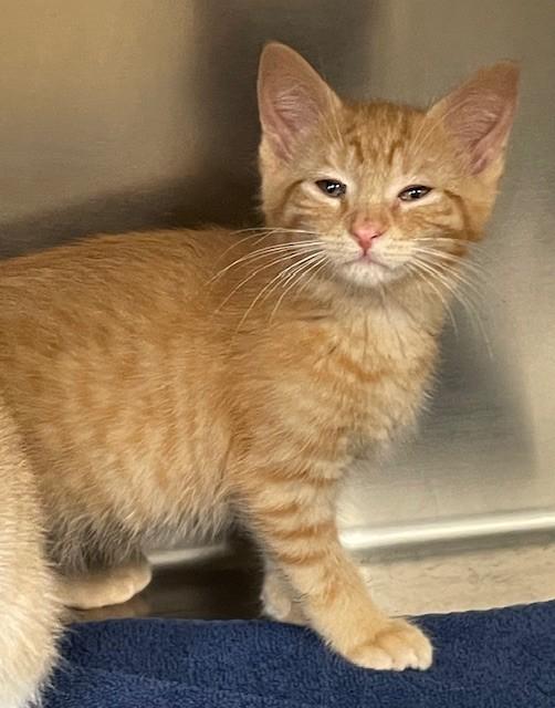 Jafar, ADOPTABLE, Young Male Domestic Short Hair.