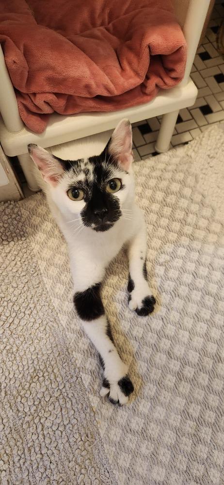 MJ, Adoptable, Young Female Domestic Short Hair.