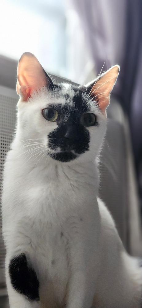 Enlarge MJ, a Adoptable mixed breed in New York, NY image 2/6