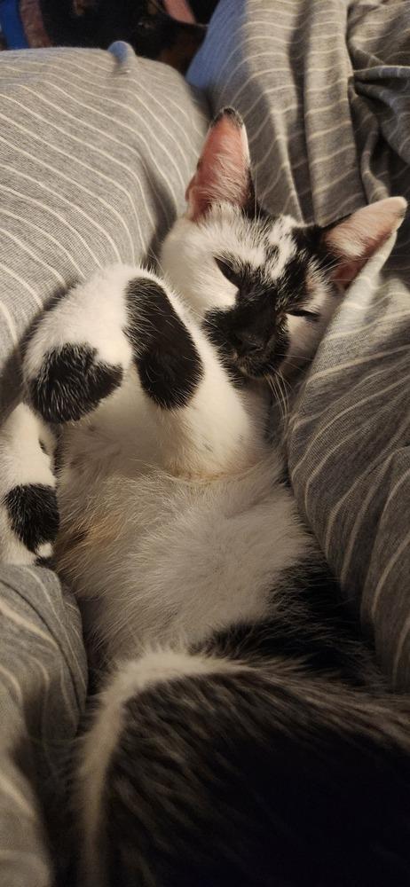 Enlarge MJ, a Adoptable mixed breed in New York, NY image 3/6