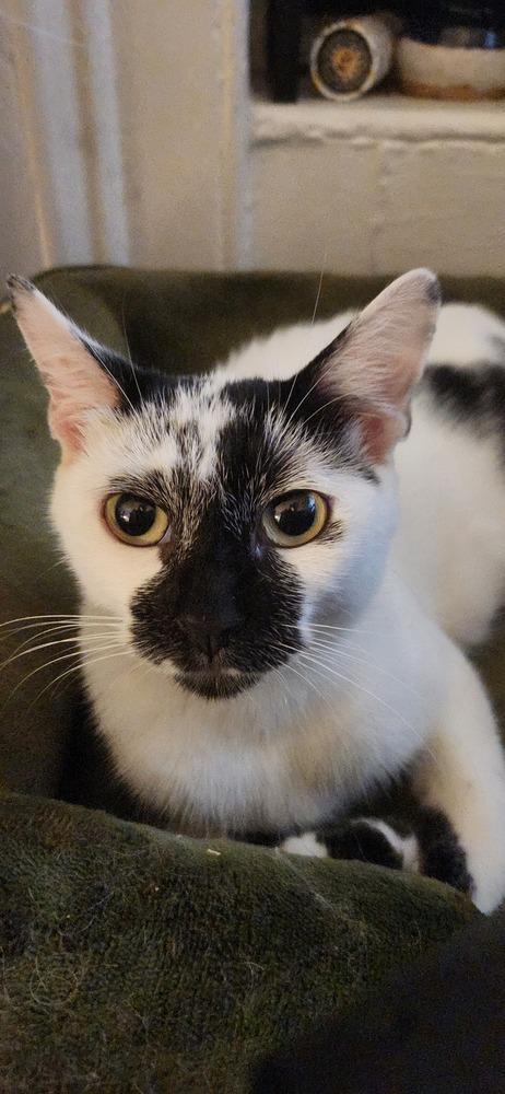 Enlarge MJ, a Adoptable mixed breed in New York, NY image 5/6