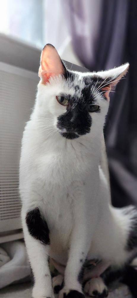 Enlarge MJ, a Adoptable mixed breed in New York, NY image 6/6