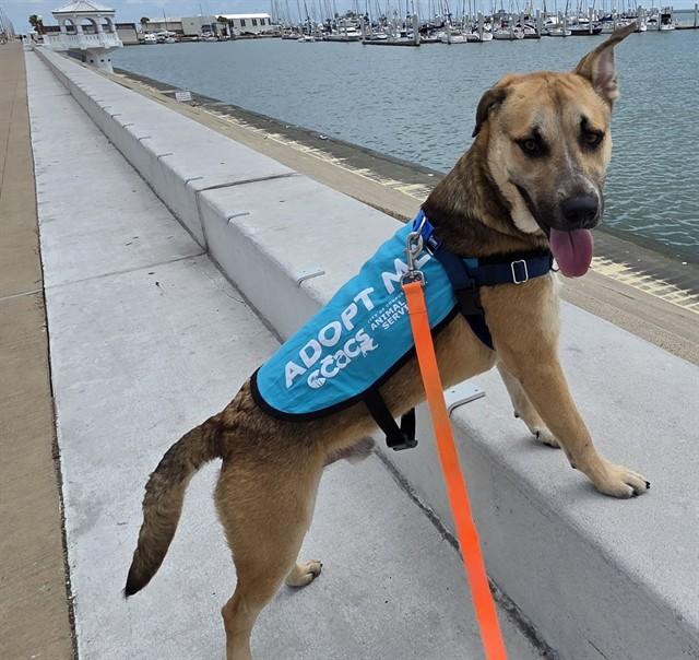 Enlarge BARTHOLOMEW, a Adoptable mixed breed in Corpus Christi, TX image 1/1