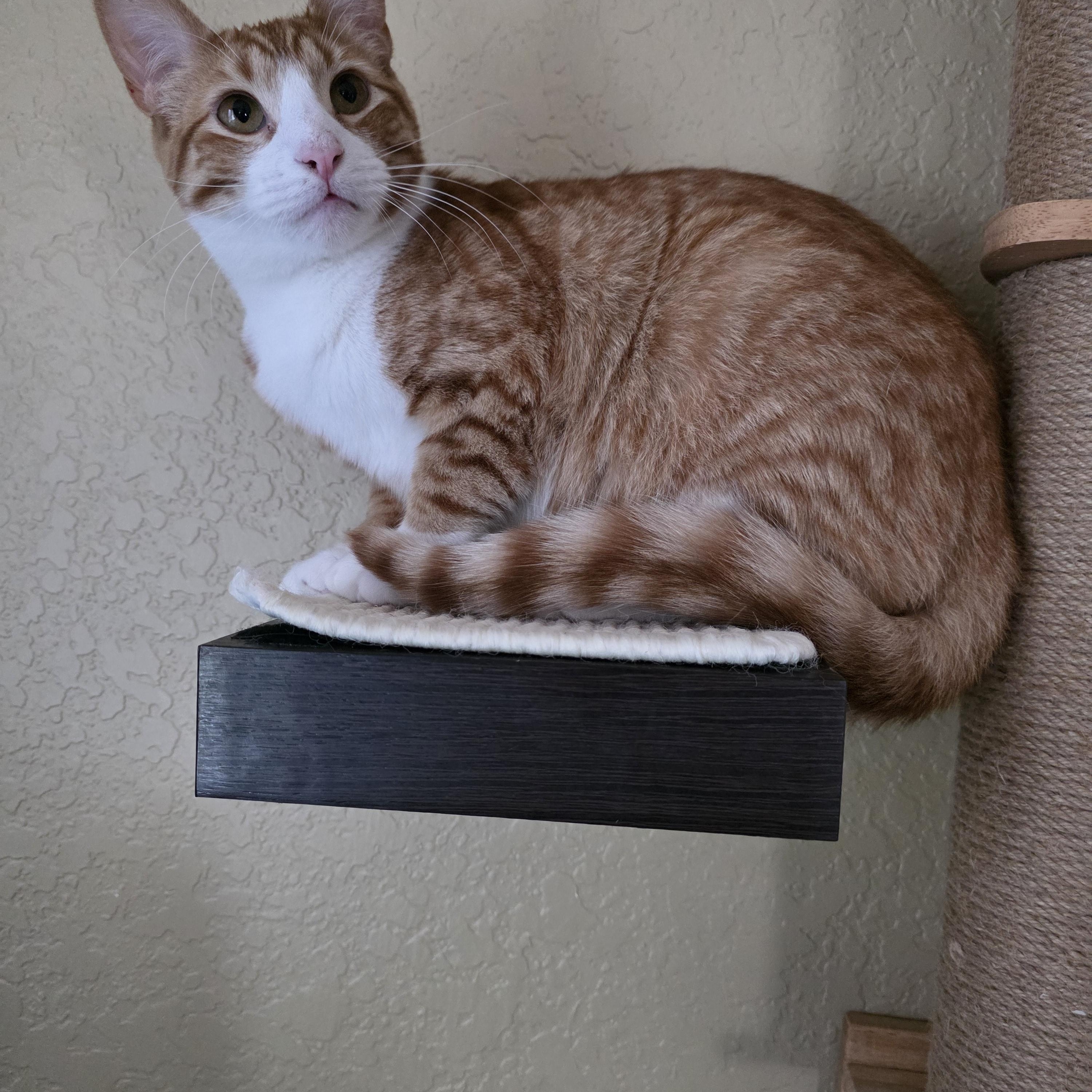 Jazzy (RP), ADOPTABLE, Young Male Domestic Short Hair.