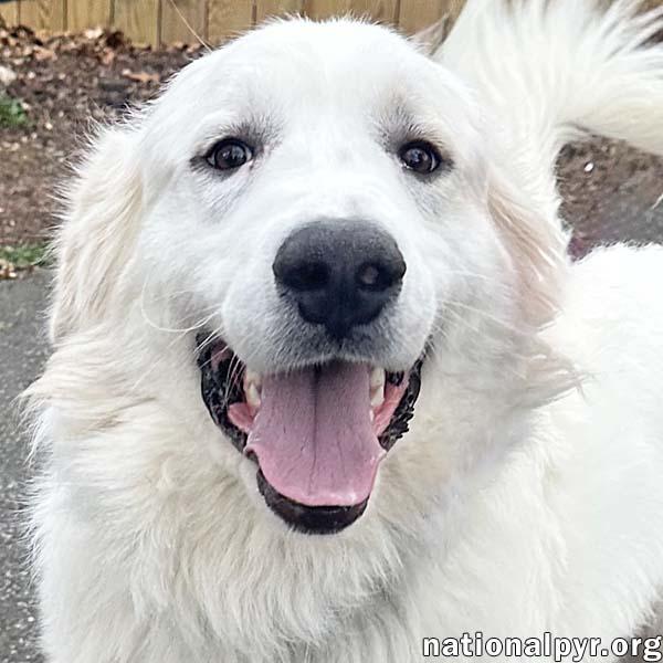 Goobles in CT - Goofy & Playful Boy!