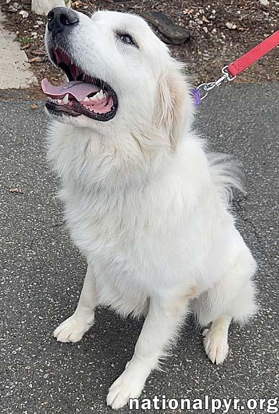 Goobles in CT - Goofy & Playful Boy!