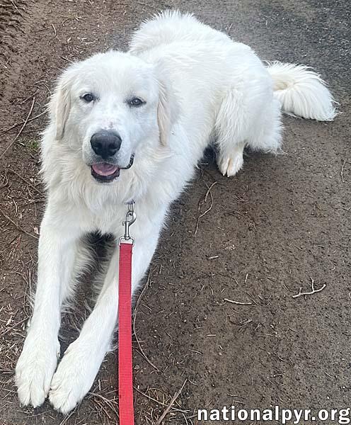 Goobles in CT - Goofy & Playful Boy!