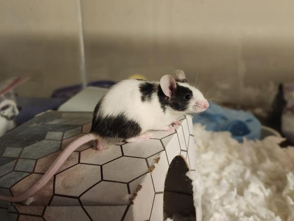 Enlarge Mickey, a Adoptable Mouse in Bristol, CT image 1/4