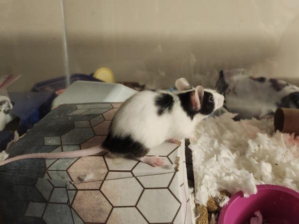 Enlarge Mickey, a Adoptable Mouse in Bristol, CT image 4/4