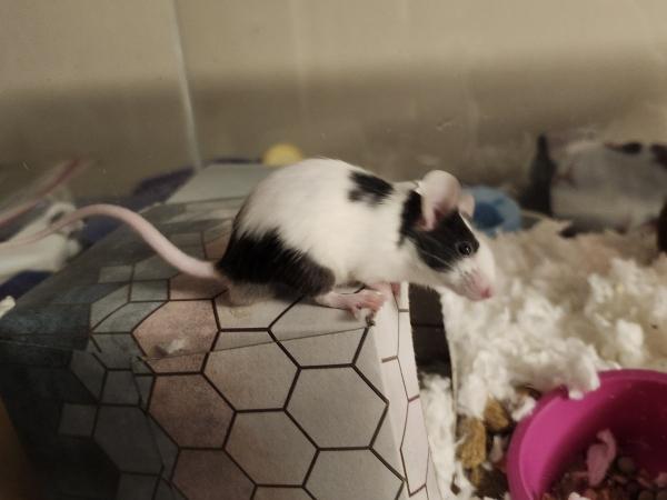 Enlarge Mickey, a Adoptable Mouse in Bristol, CT image 3/4