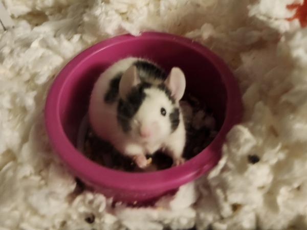 Enlarge Mickey, a Adoptable Mouse in Bristol, CT image 2/4