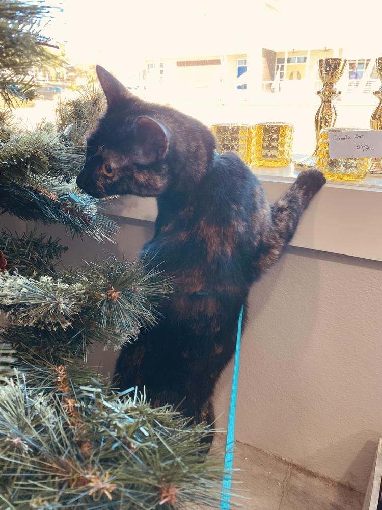 Papaya, Adoptable, Adult Female Domestic Short Hair.