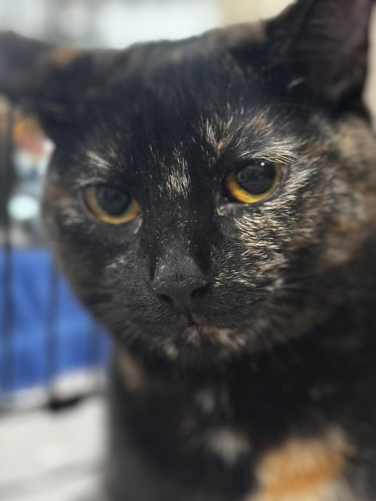 Papaya, a Adoptable Domestic Short Hair in Saint Augustine, FL image 1/6