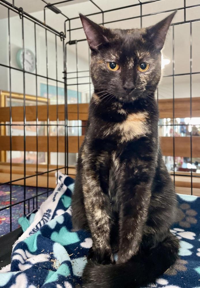 Papaya, Adoptable, Adult Female Domestic Short Hair.