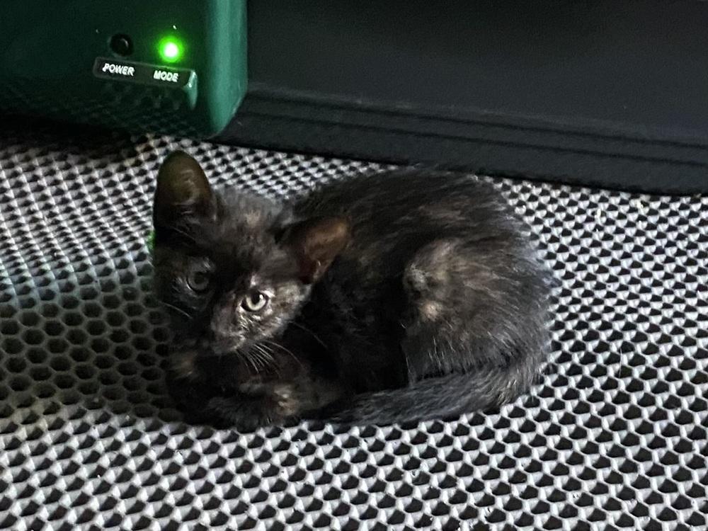 Papaya, a Adoptable Domestic Short Hair in Saint Augustine, FL image 3/6