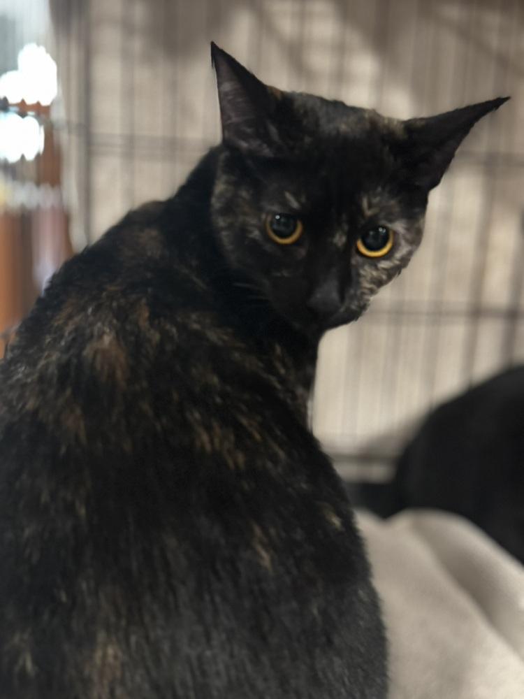 Papaya, a Adoptable Domestic Short Hair in Saint Augustine, FL image 4/6