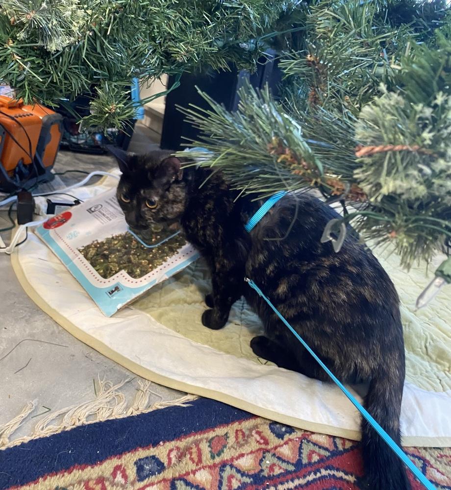 Papaya, a Adoptable Domestic Short Hair in Saint Augustine, FL image 4/6