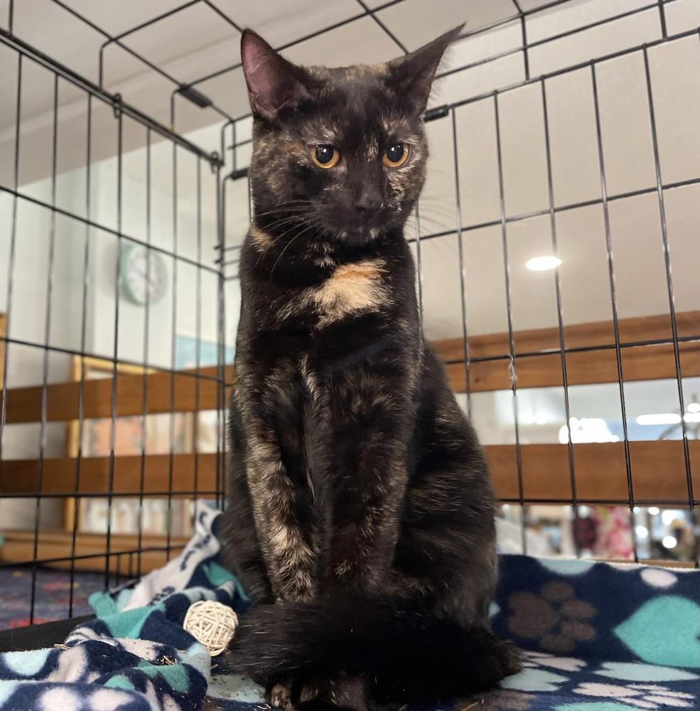Papaya, a Adoptable Domestic Short Hair in Saint Augustine, FL image 5/6