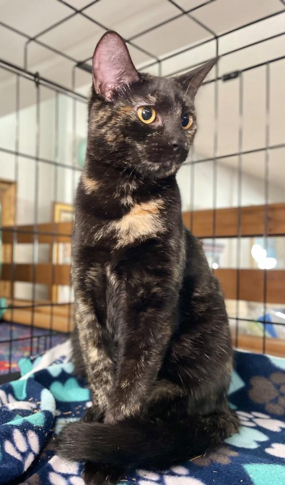 Papaya, a Adoptable Domestic Short Hair in Saint Augustine, FL image 6/6