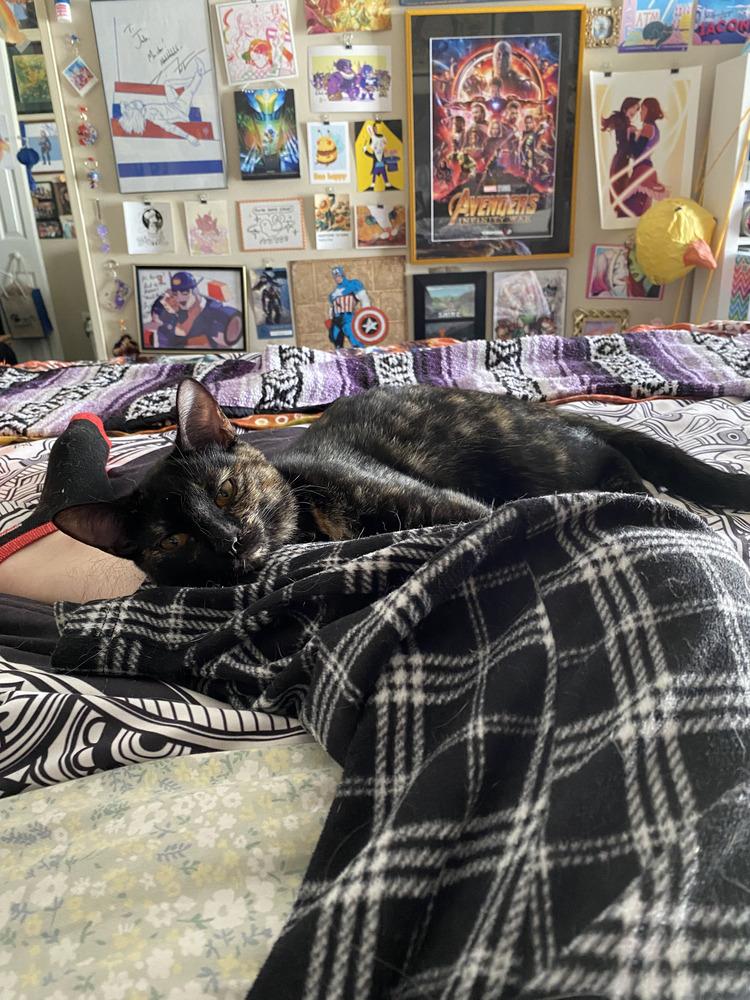 Papaya, a Adoptable Domestic Short Hair in Saint Augustine, FL image 6/6