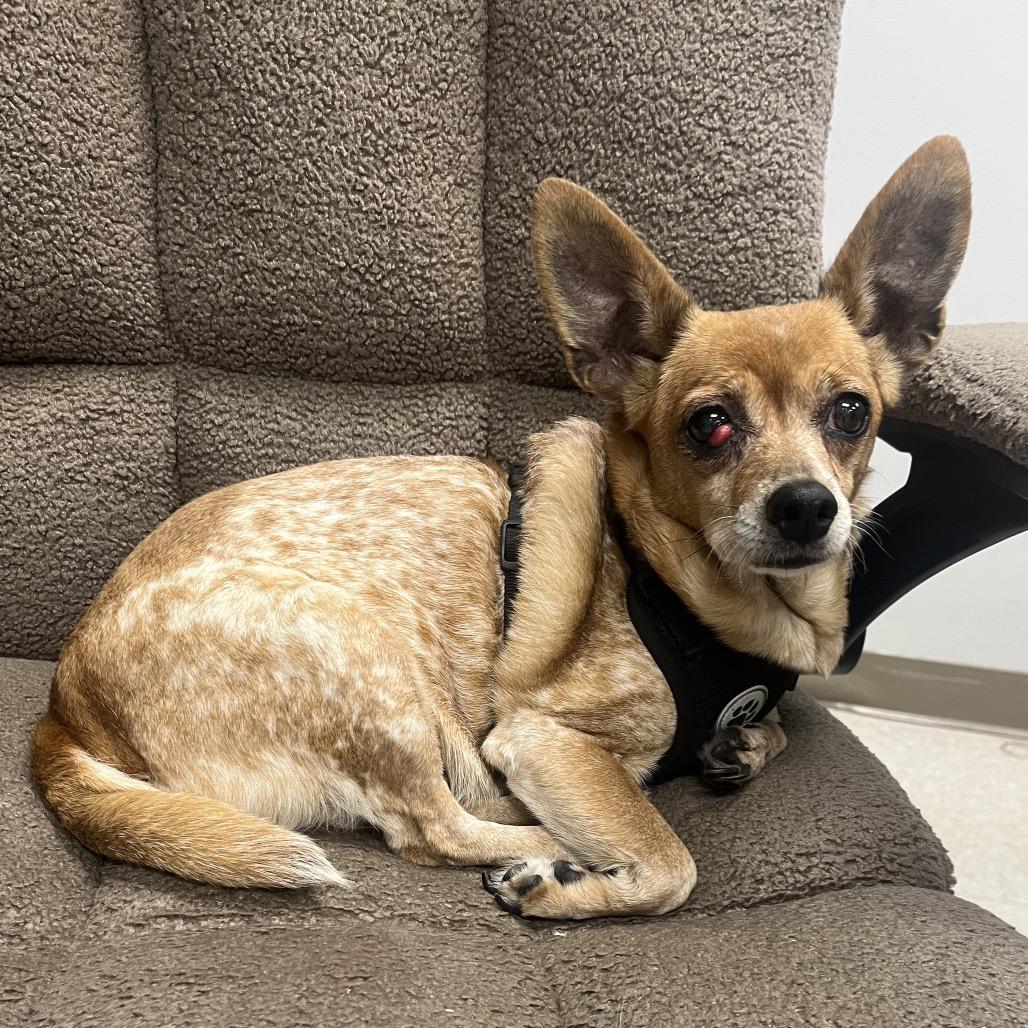 Peanut, adopted, Senior Female Chihuahua.