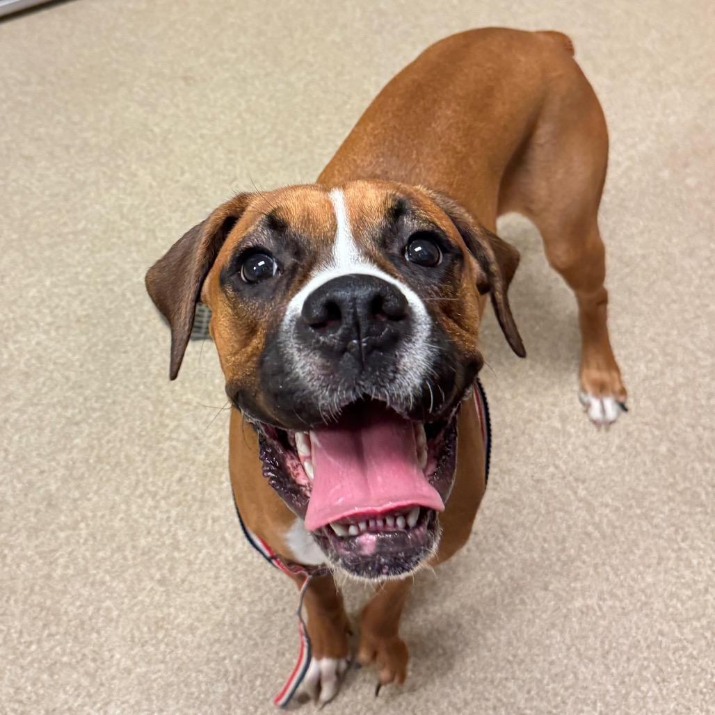 Mashed Potatoes- I'm in a foster home!, Adoptable, Young Female Boxer.