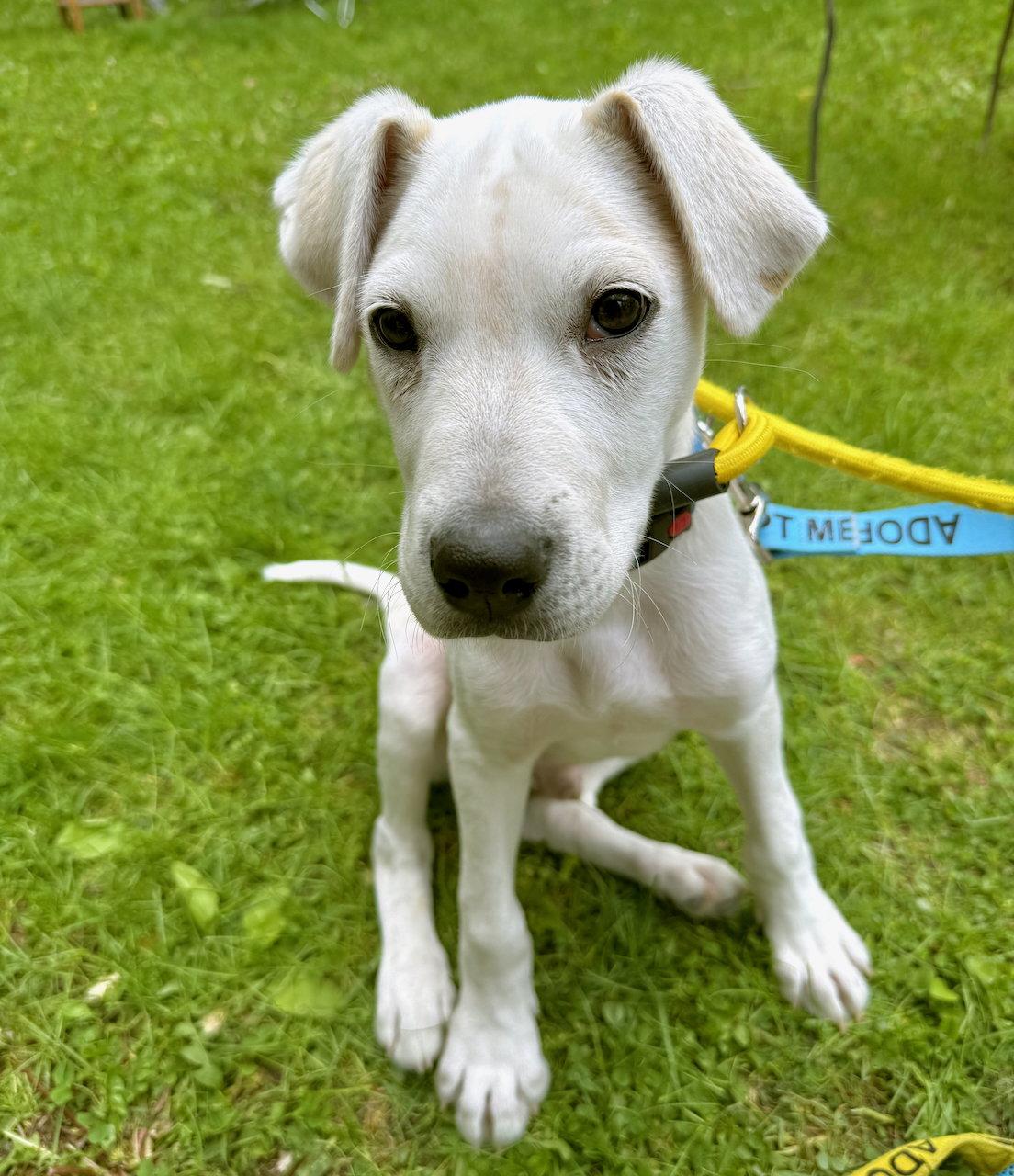 Hudson, Adoptable, Puppy Male Boxer & Siberian Husky.