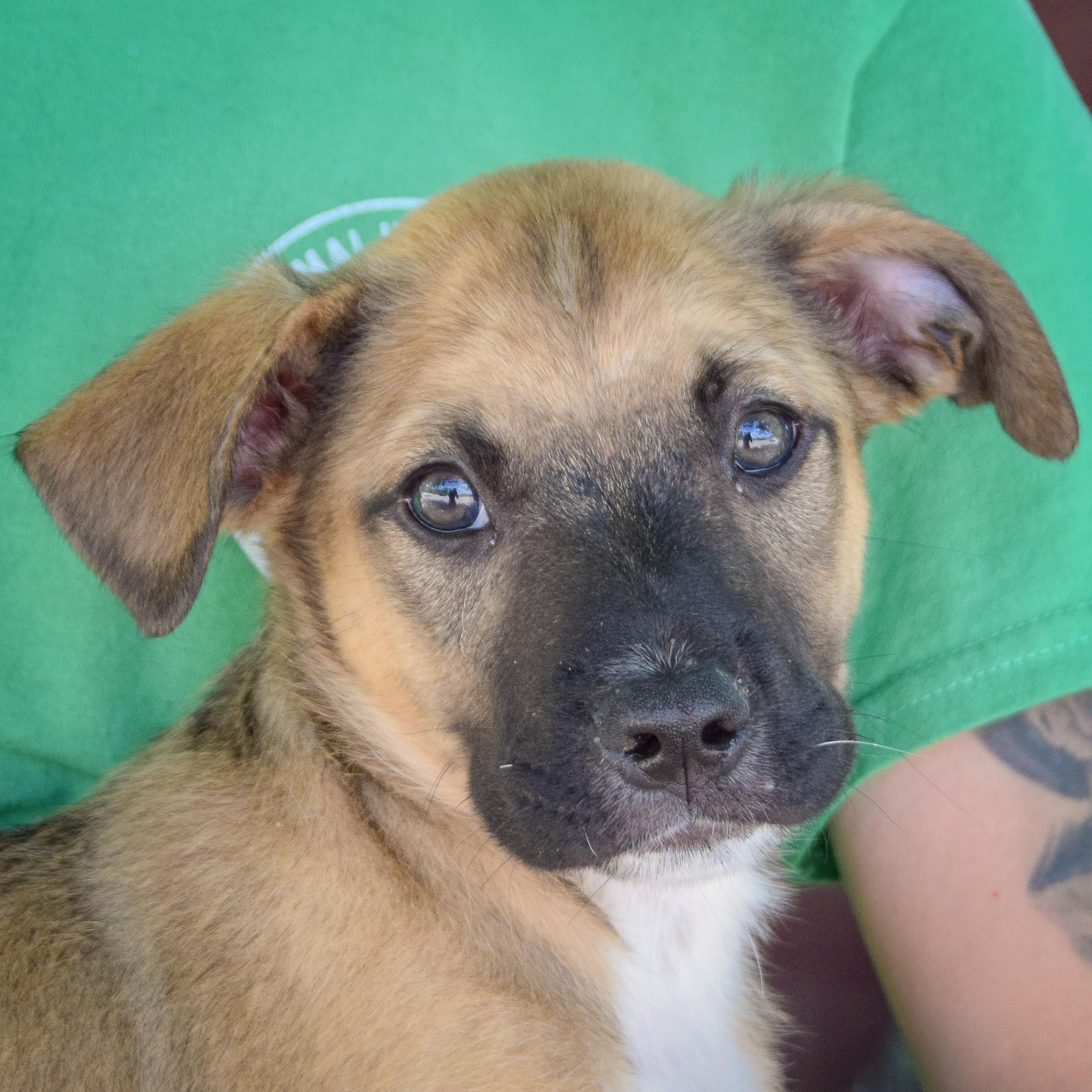 Alfalfa, Baby Male German Shepherd Dog