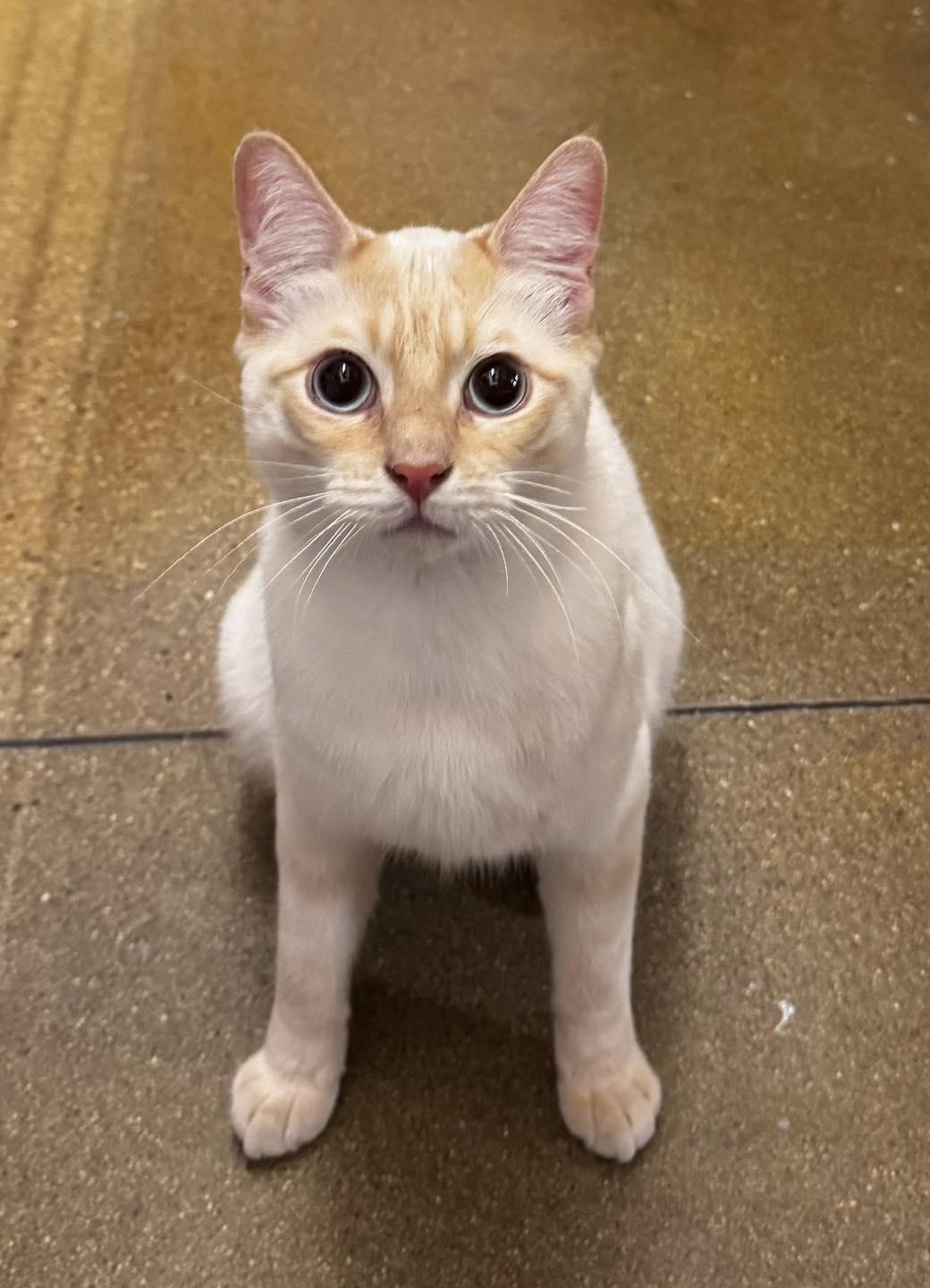 Enlarge Lucien, a ADOPTABLE Applehead Siamese in Tucson, AZ image 1/1