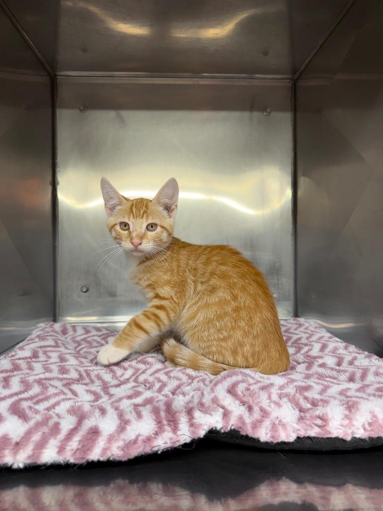 Bean, Adoptable, Kitten Male Domestic Short Hair.