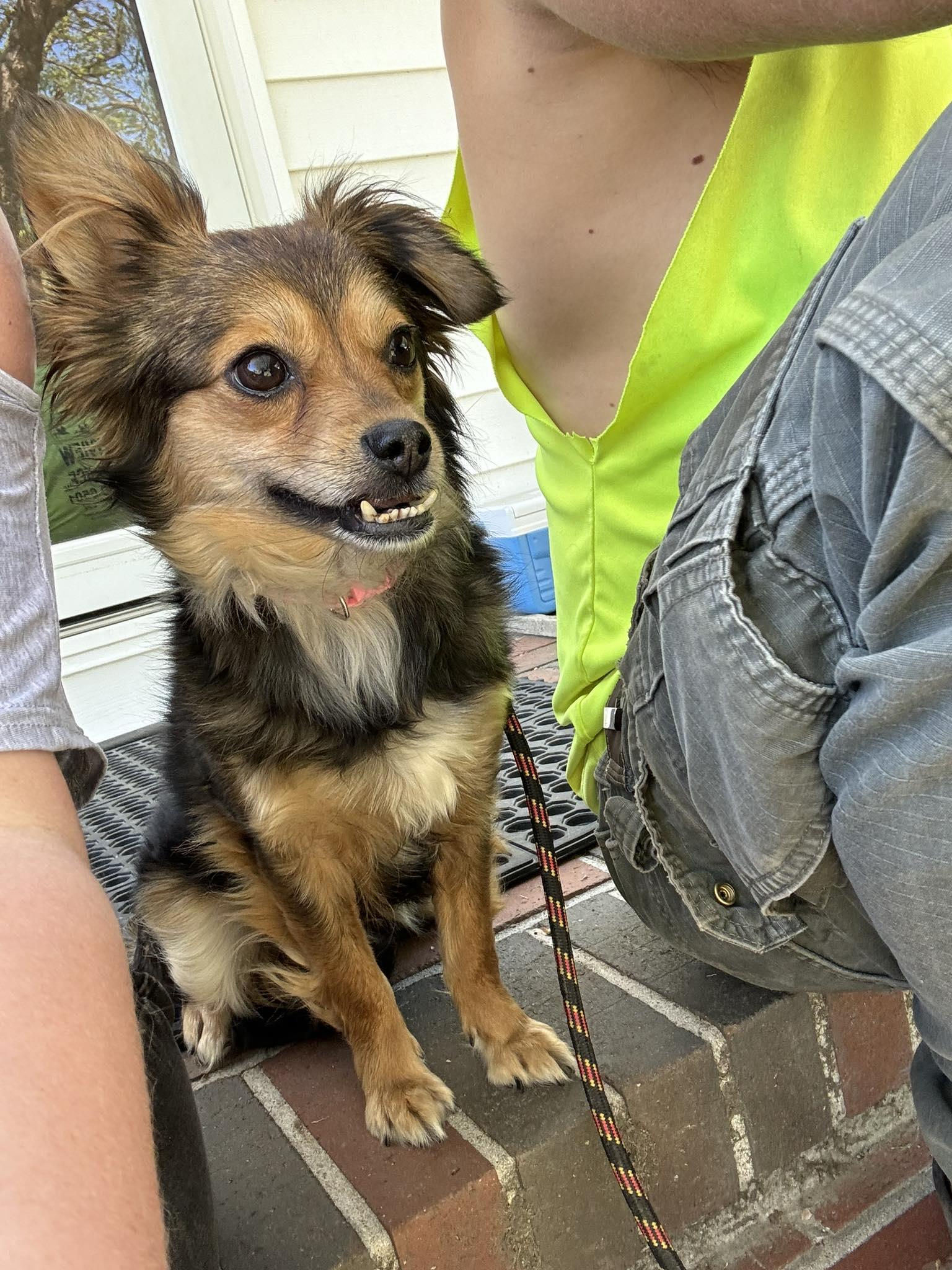 Clementine, ADOPTABLE, Adult Female Yorkshire Terrier & Papillon.