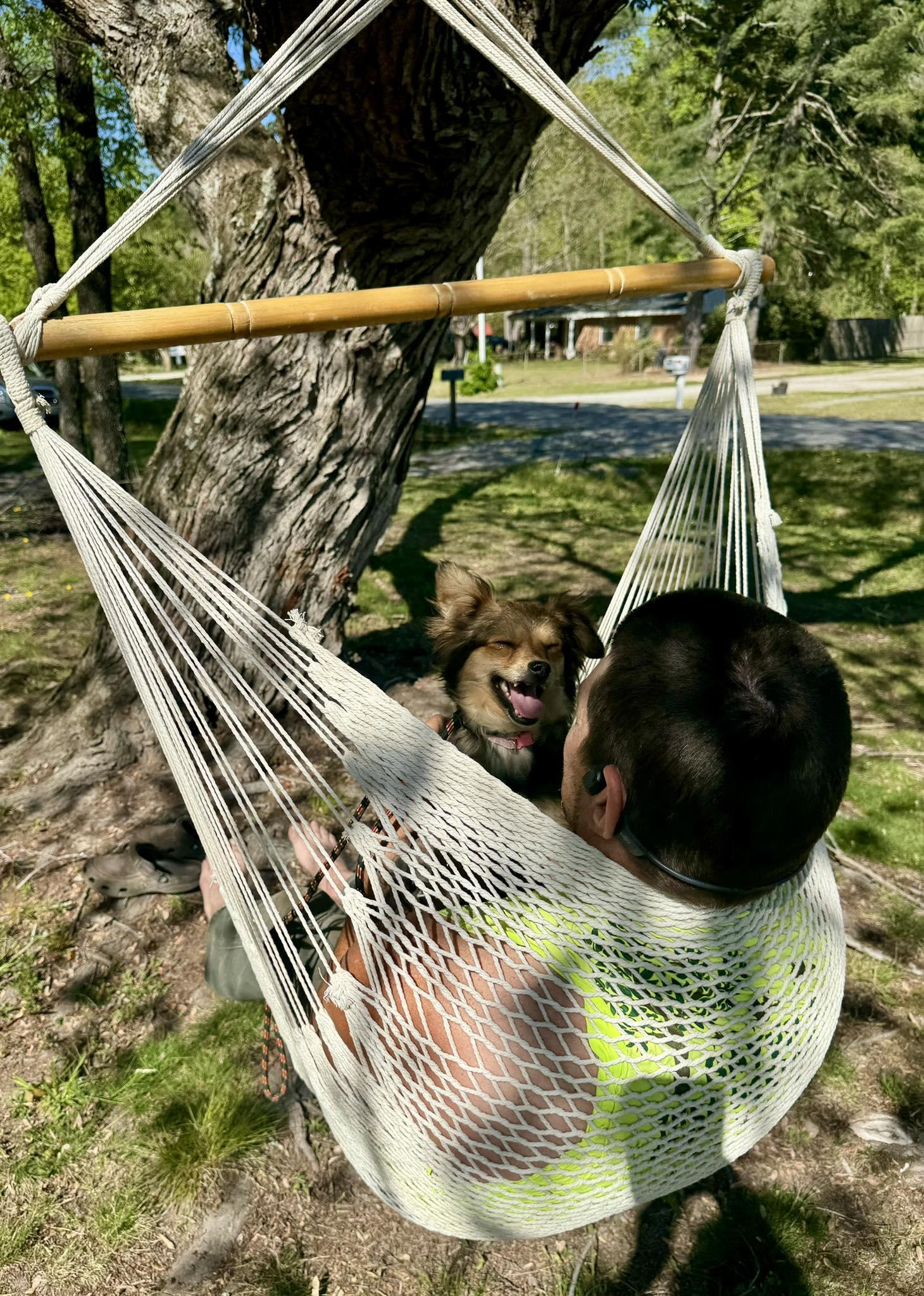 Enlarge Clementine, a ADOPTABLE mixed breed in Yorktown, VA image 3/6