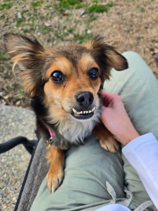 Enlarge Clementine, a ADOPTABLE mixed breed in Yorktown, VA image 4/6