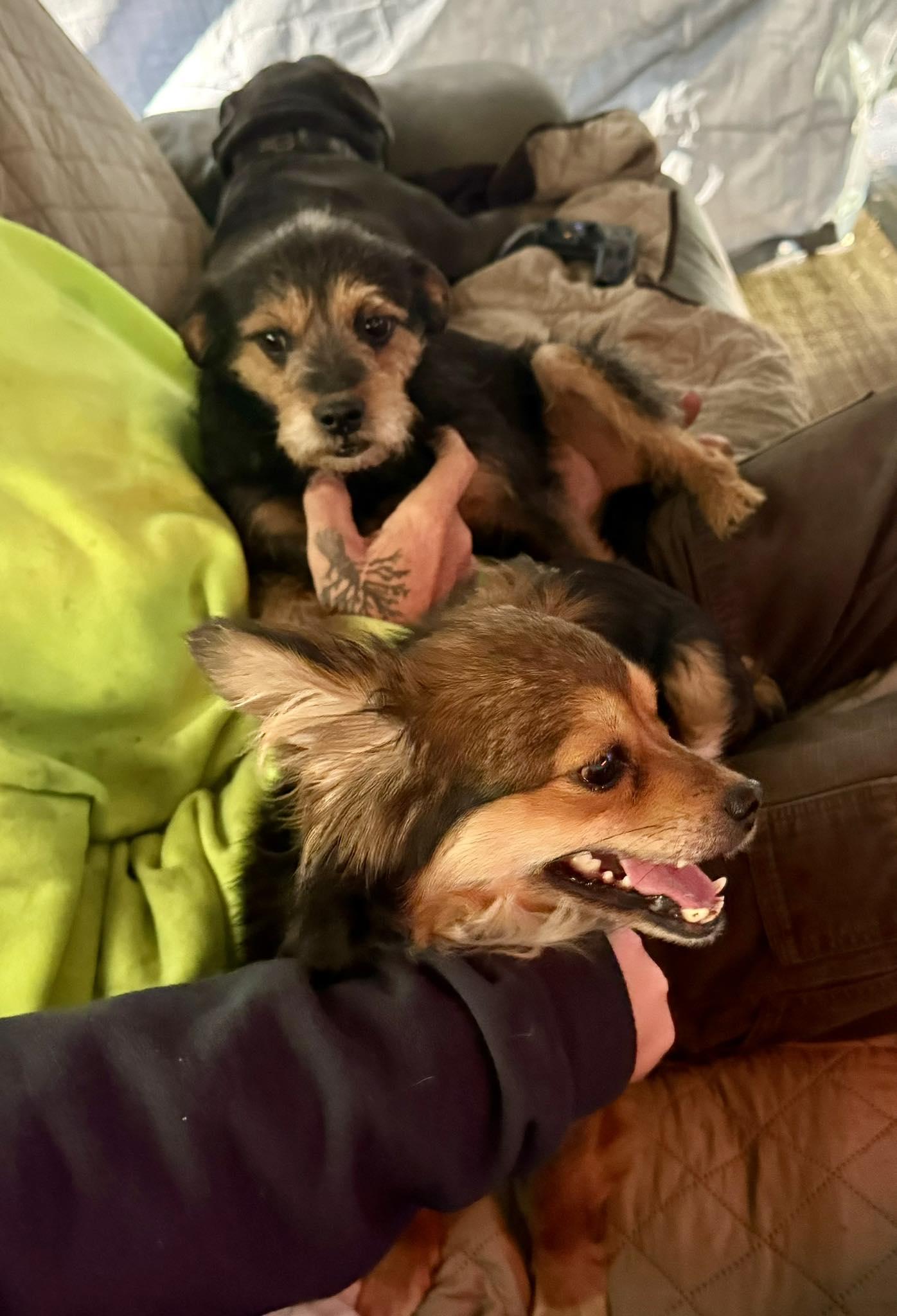 Enlarge Clementine, a ADOPTABLE mixed breed in Yorktown, VA image 6/6