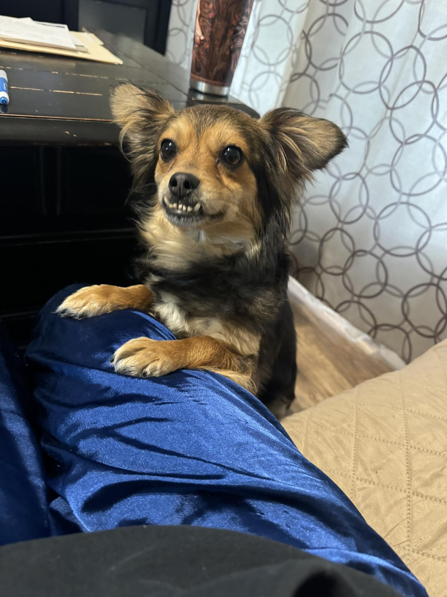 Enlarge Clementine, a ADOPTABLE mixed breed in Yorktown, VA image 2/6