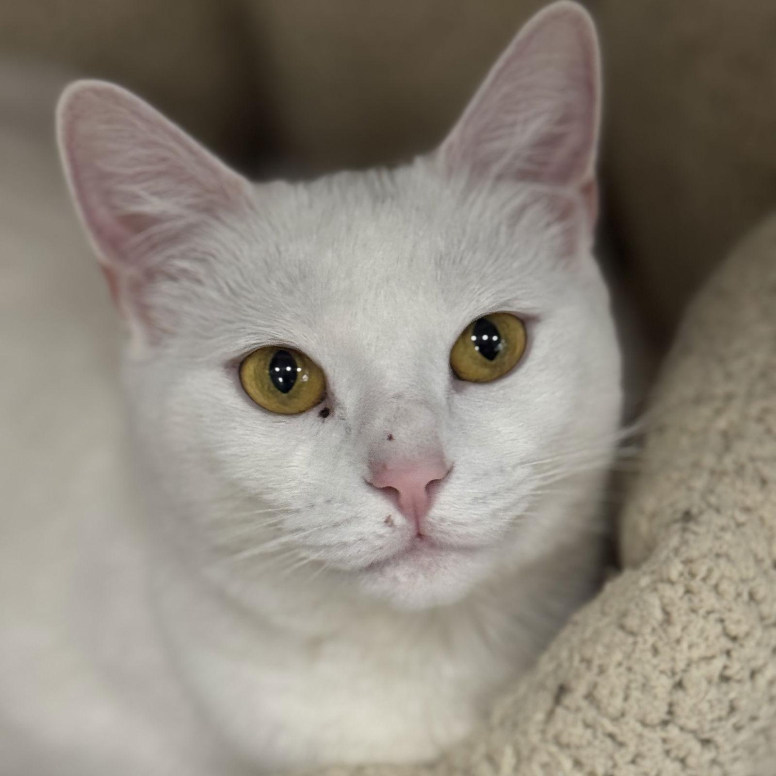 Enlarge Baby, a Adoptable Domestic Short Hair in Winchendon, MA image 1/1