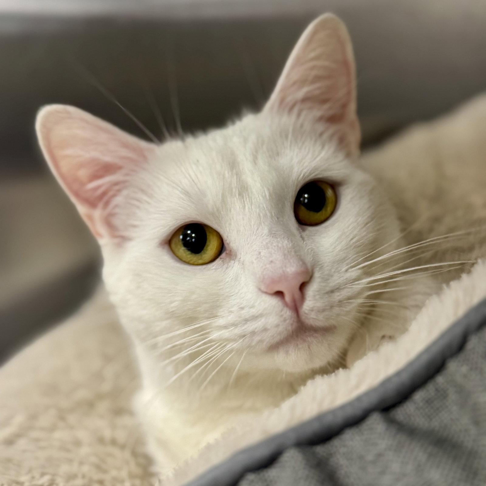 Enlarge Baby, a Adoptable Domestic Short Hair in Winchendon, MA image 2/3