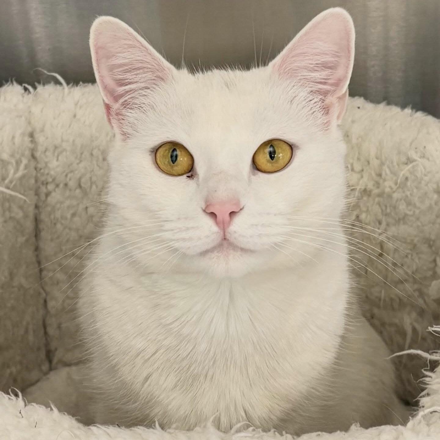 Enlarge Baby, a Adoptable Domestic Short Hair in Winchendon, MA image 2/2