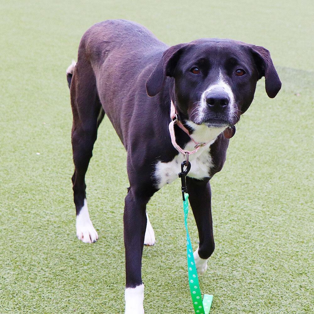 Enlarge G26864 Jessie, a Adoptable mixed breed in Port Washington, NY image 2/4
