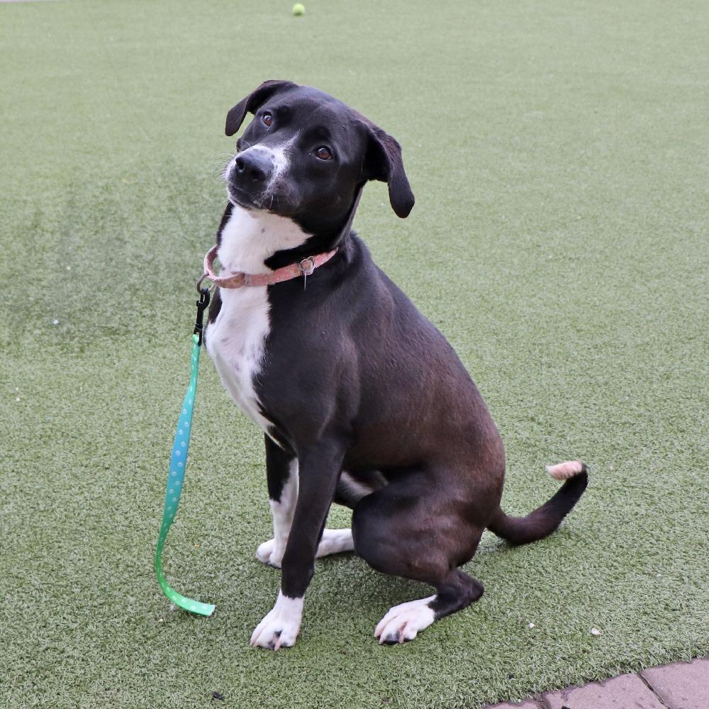 Enlarge G26864 Jessie, a Adoptable mixed breed in Port Washington, NY image 3/4