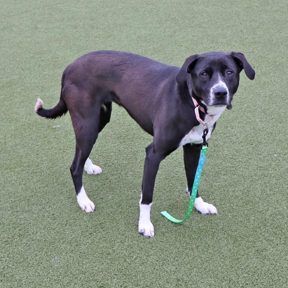 Enlarge G26864 Jessie, a Adoptable mixed breed in Port Washington, NY image 4/4