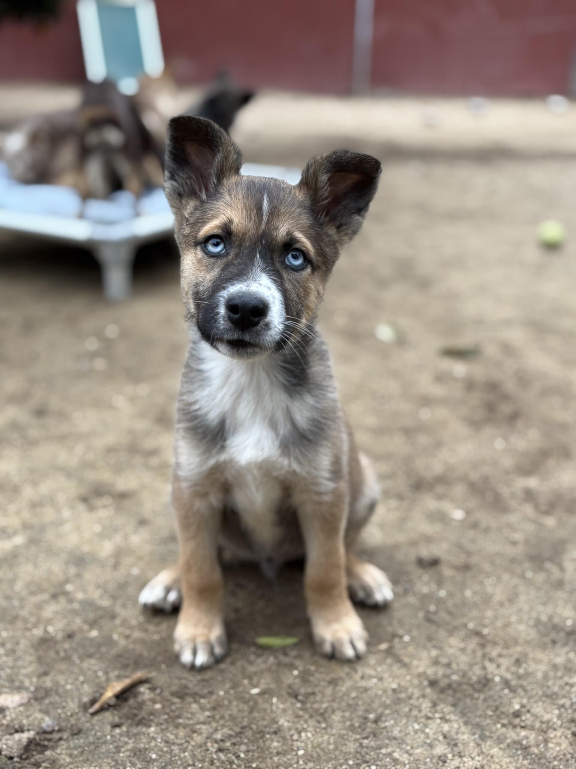 BABY STEVIE , a Adoptable mixed breed in Fresno, CA image 2/4