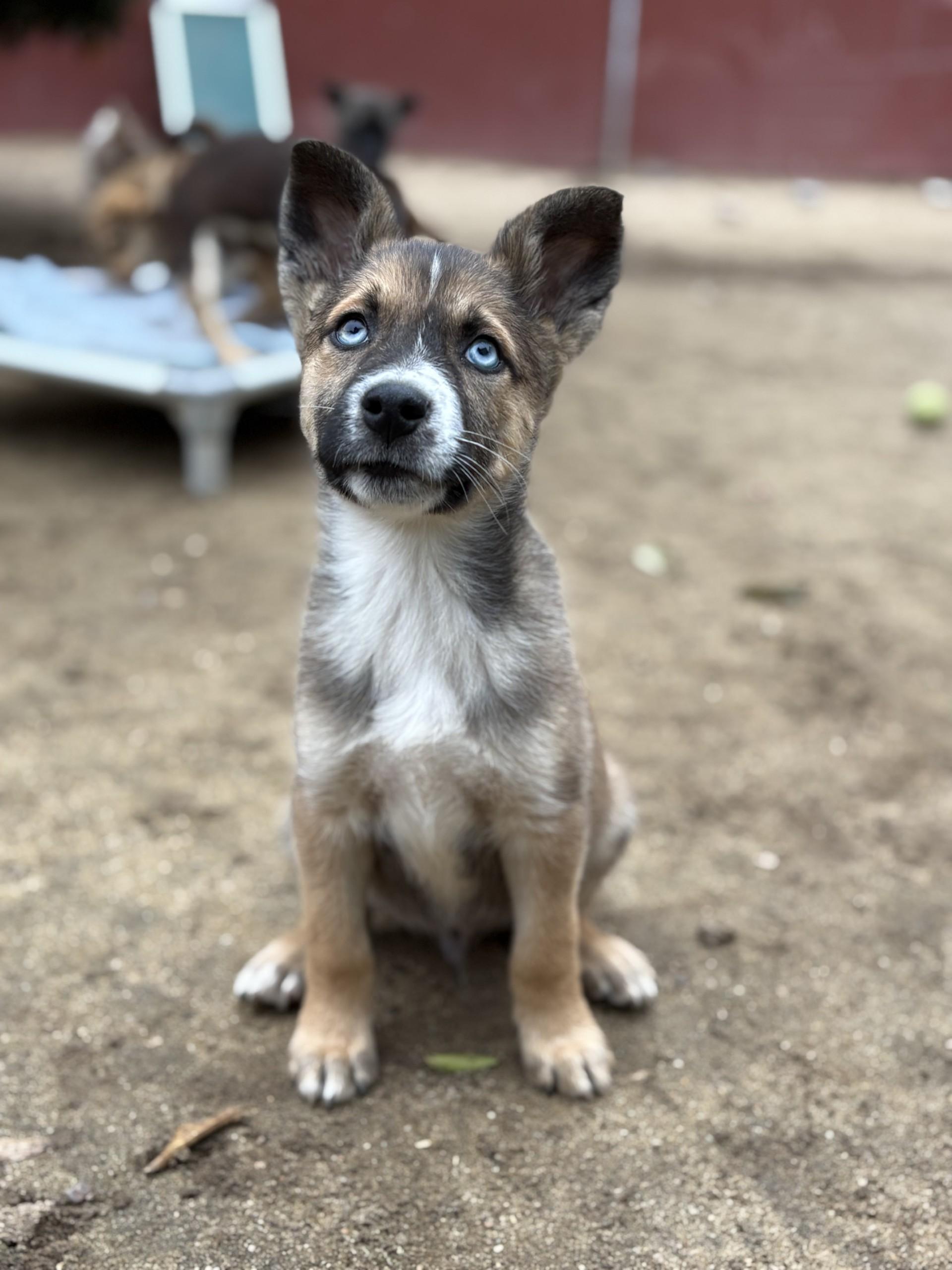 BABY STEVIE , a Adoptable mixed breed in Fresno, CA image 4/4
