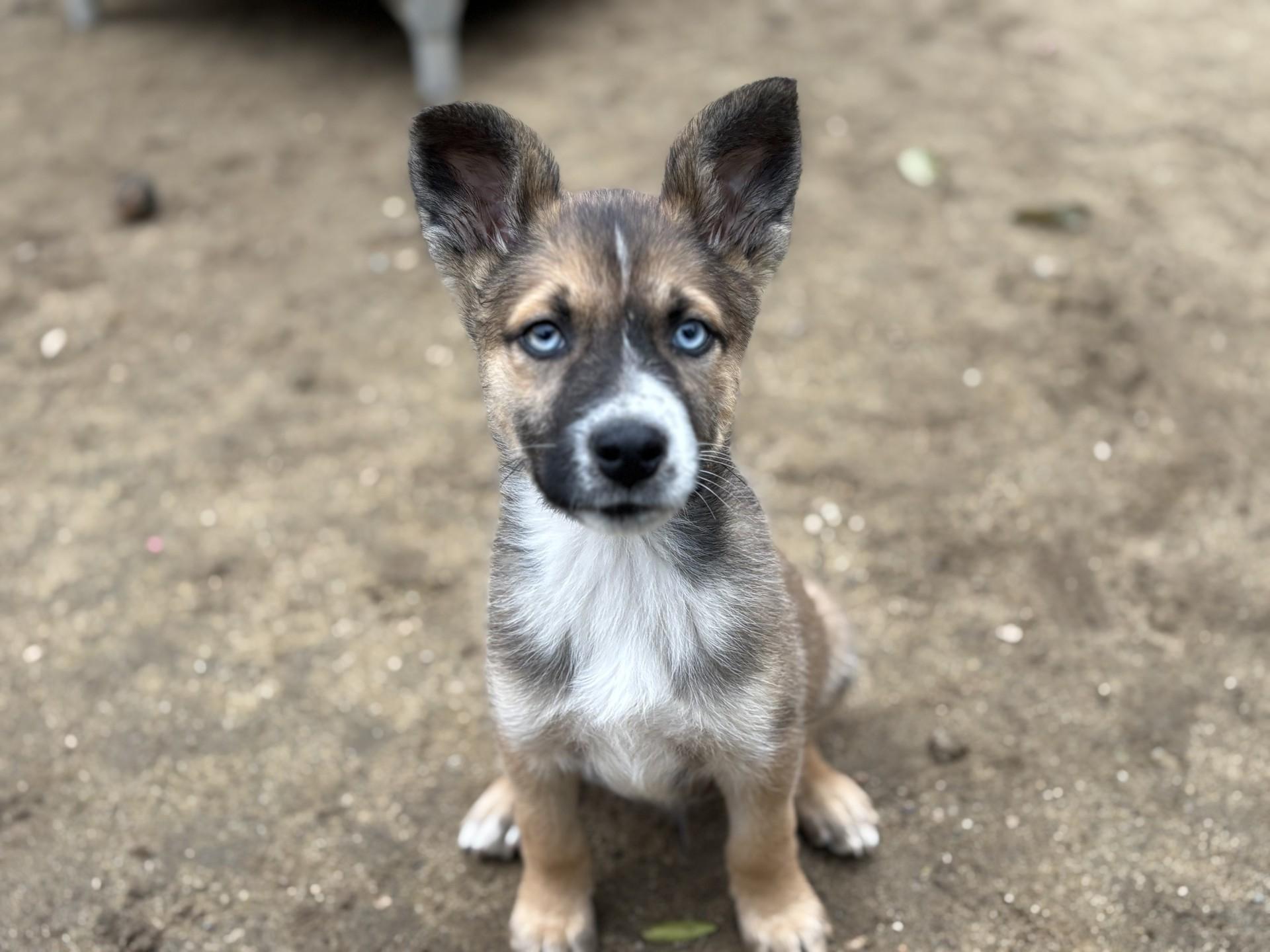 BABY STEVIE , a Adoptable mixed breed in Fresno, CA image 3/4
